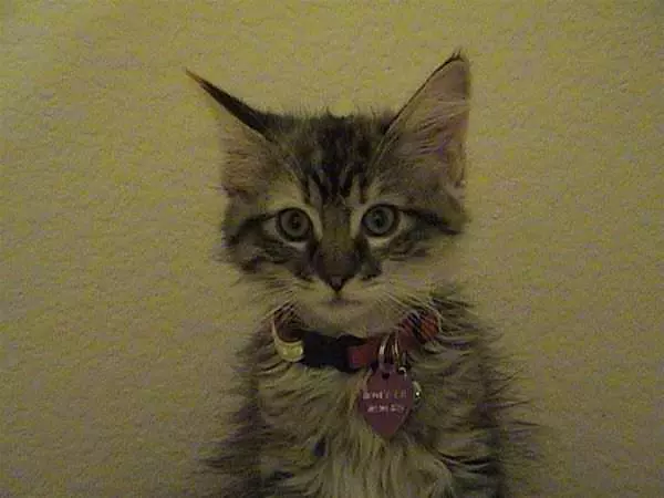 Honey The Cat