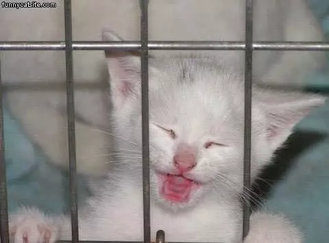 This Cage Cannot Hold Me