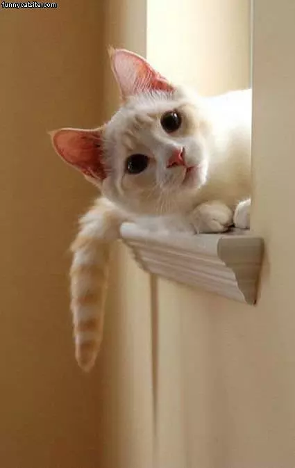 Did You Say Something