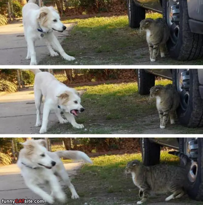 The Cat Wins