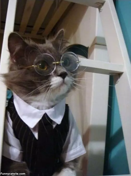 Smart Cat Is Smart