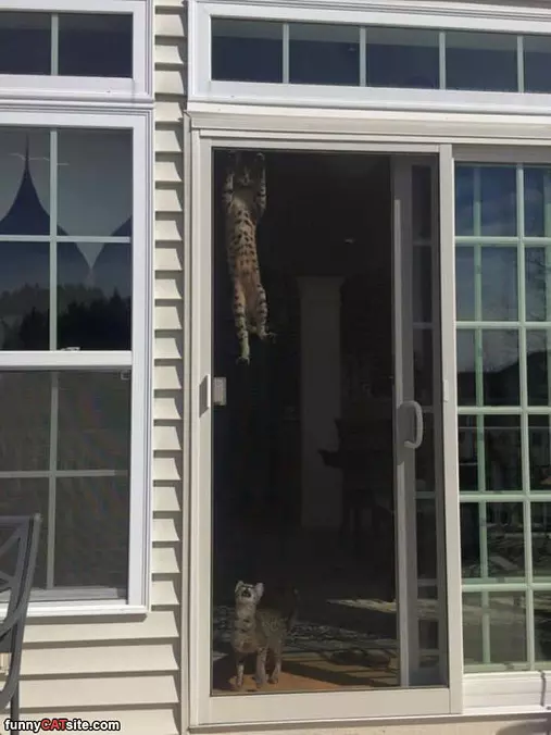 How Did You Climb That