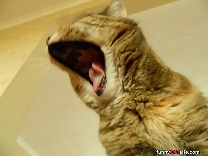Raaaaaaaw