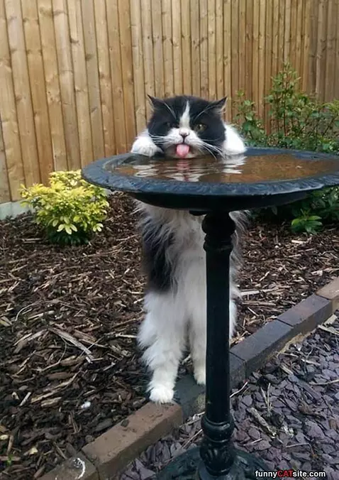 Getting A Sip