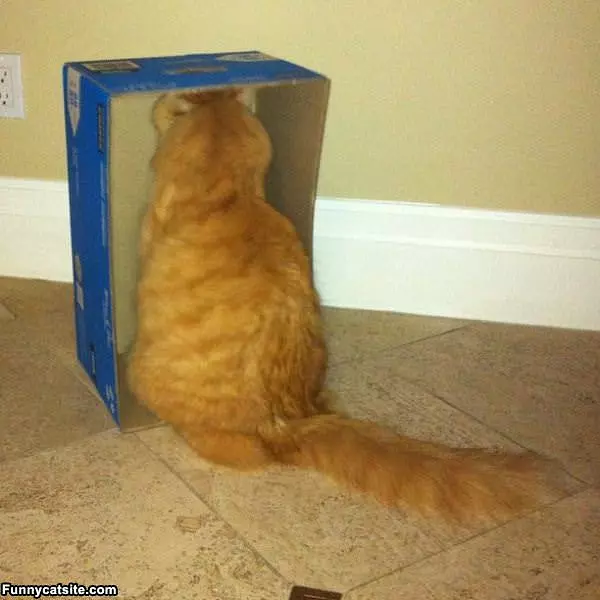 Just Doing Cat Stuff