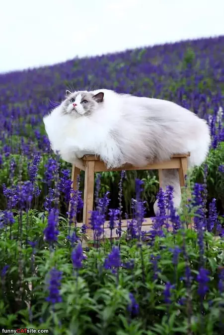 A Huge Fluff Ball