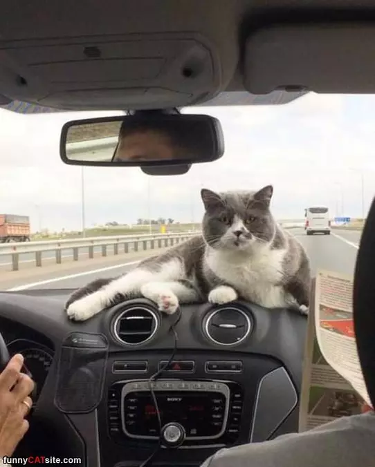 I Am Watching Every Move