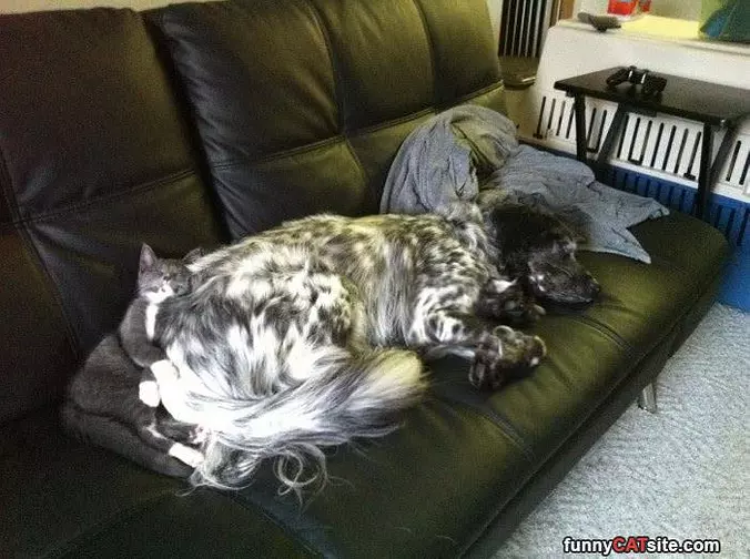 Found The Best Blanket