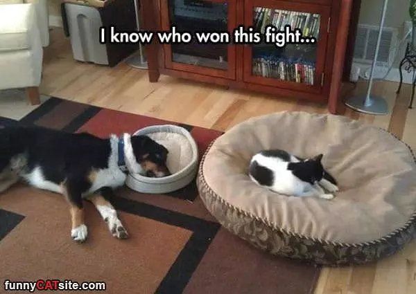 Who Won This Fight