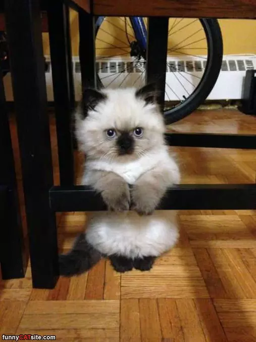 Sitting Here Looking Cute