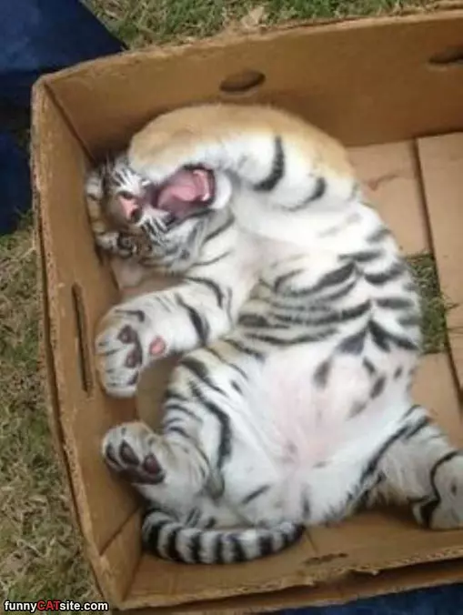 I Have A Comfy Box
