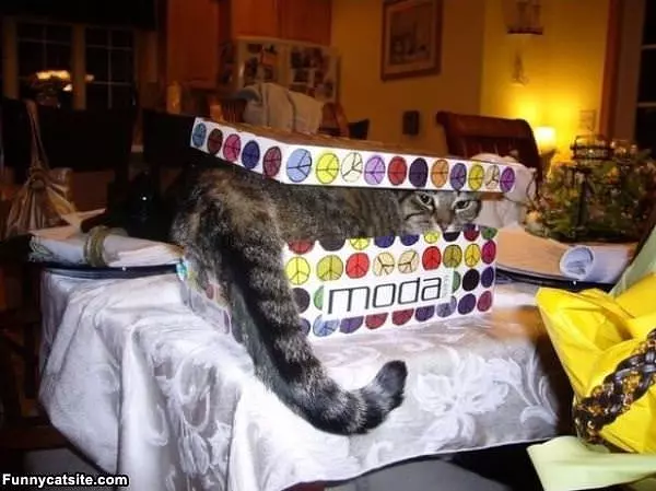 Trust Me I Will Fit
