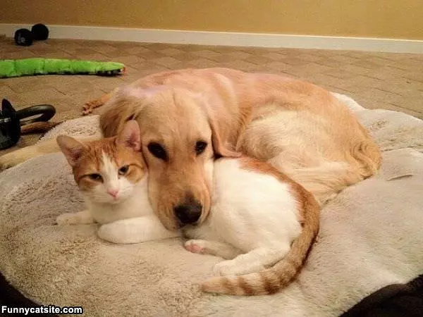 Cute Dog And Cat Buddies