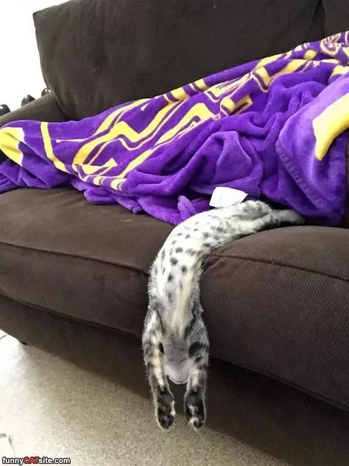I Am A Liquid Now