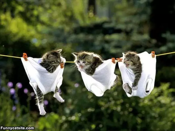 We Has Underwear