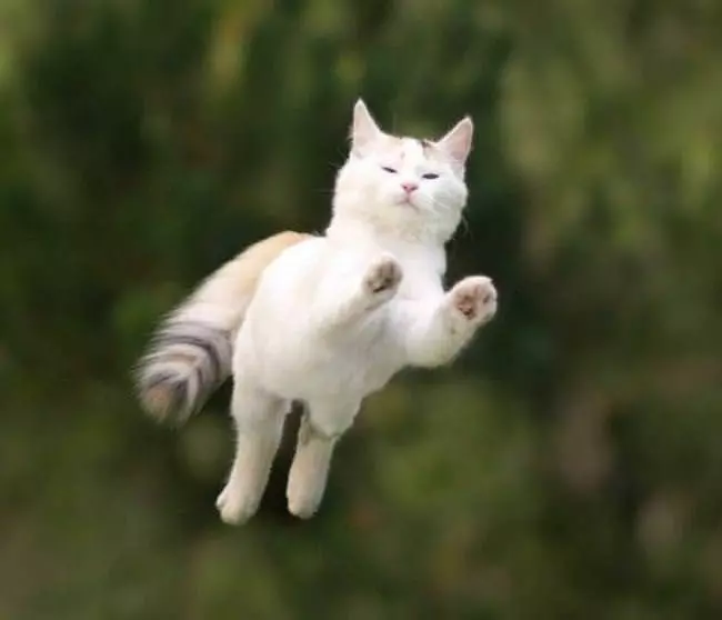 A Very Relaxed Cat
