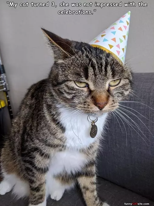 My Cat Turned 3