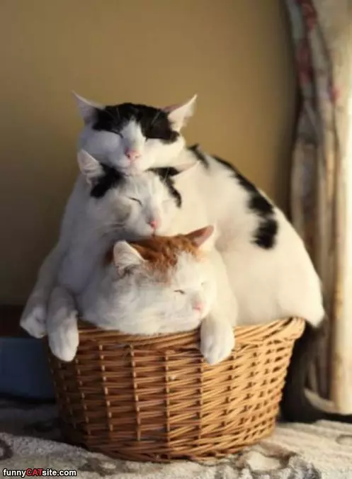 Stacking Cats