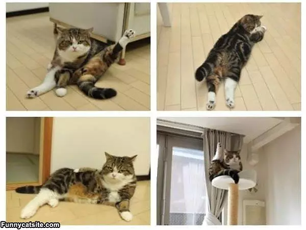 Like A Cat