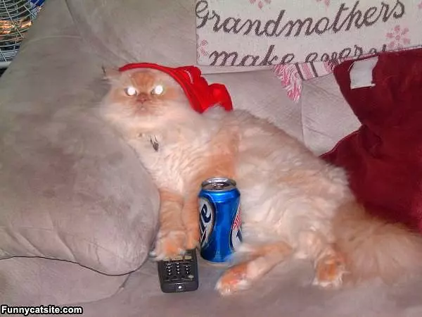 Cat Is Having A Good Day