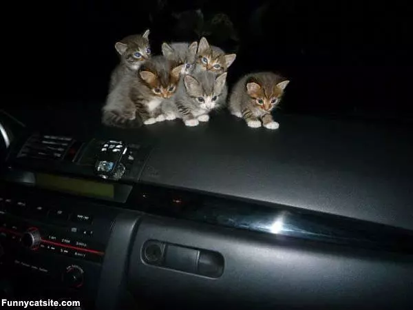 Pile Of Kittens