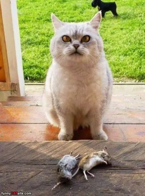 I Got These For You