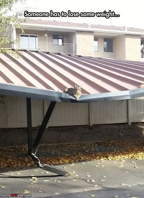 Heavy Cat