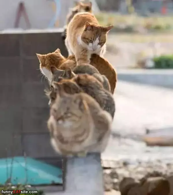 Rush Hour Traffic