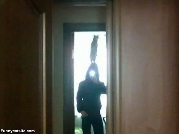 Cat Balancer