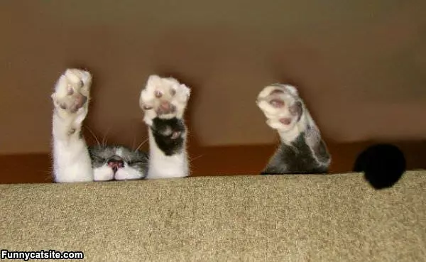 Morning Stretch