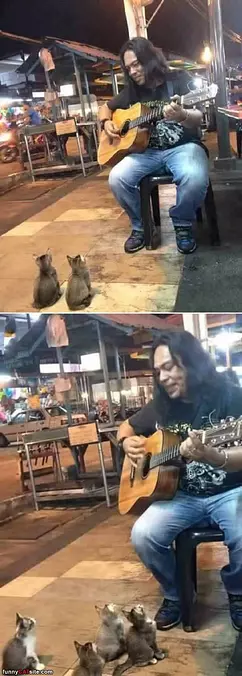 Singing To The Cats