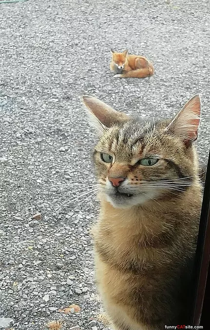 Not Impressed With The Fox