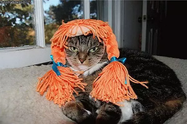 Hairy Cat