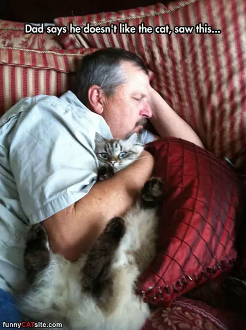 Dont Like That Cat