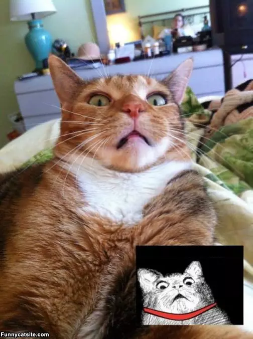 Meooooooow
