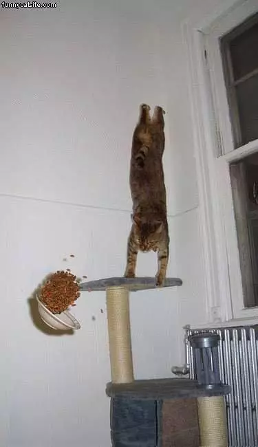 There Goes Your Dinner