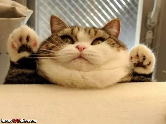 Can I Get Some Tuna