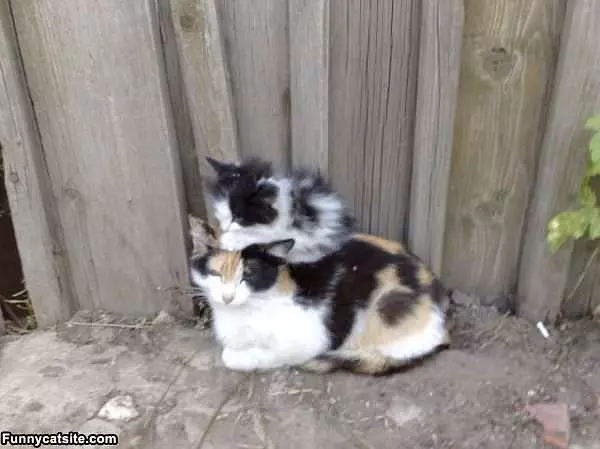 Kitty Stackers