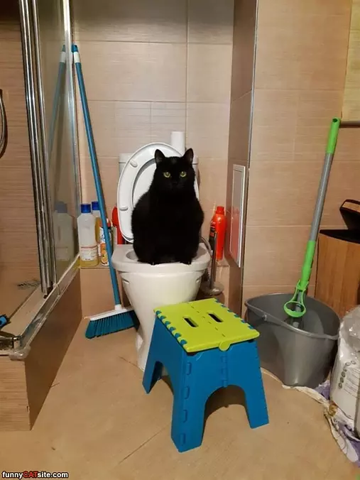 This Is My Litter Box