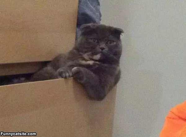 Not Impressed