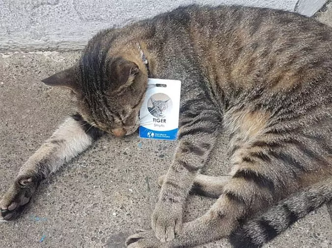 Labeled As A Tiger