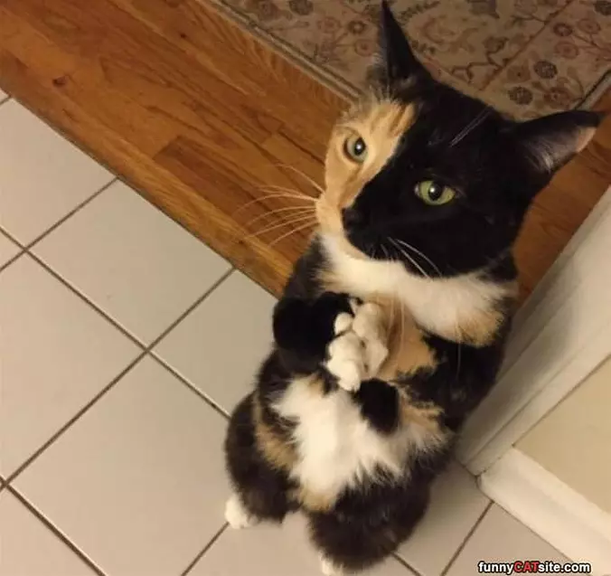 Can I Have Snacks