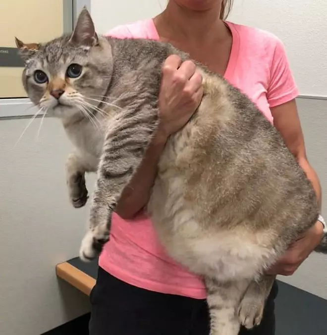 I Am A Large Cat