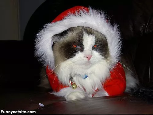 Merry Christmas