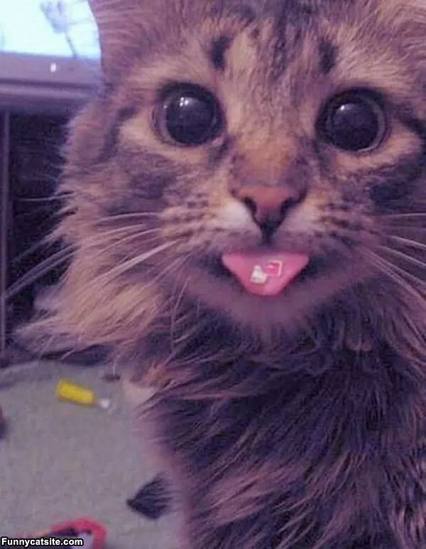 Tongue Out Cat