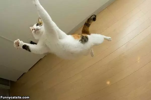Super Cat