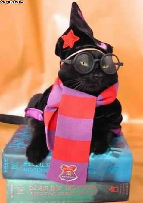 Intelligent Cat