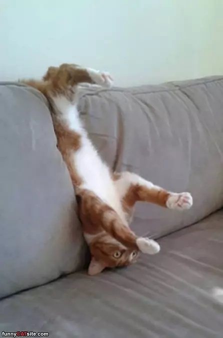 Effective Cat Trap