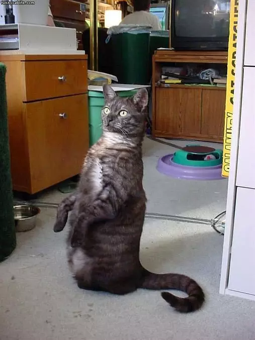 Zombie Cat