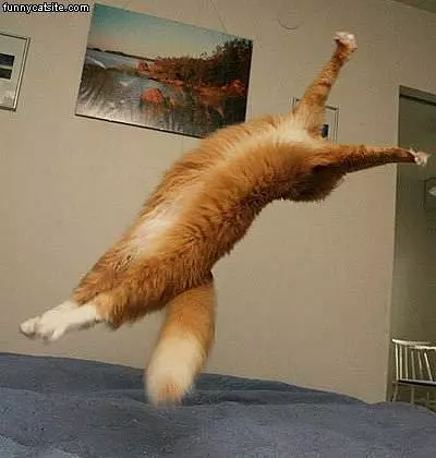 Sprawled Out Cat